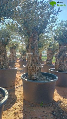 OLEA EUROPAEA BONSAI C600L 100/120 HT200/250