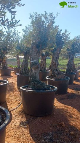 OLEA EUROPAEA BONSAI C600L 100/120 HT200/250