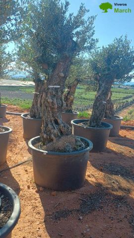 OLEA EUROPAEA BONSAI C600L 100/120 HT200/250