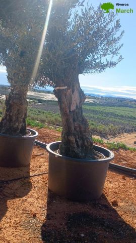 OLEA EUROPAEA BONSAI C600L 100/120 HT200/250