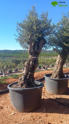 OLEA EUROPAEA BONSAI C600L 100/120 HT200/250