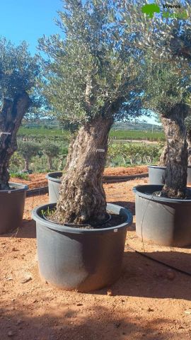 OLEA EUROPAEA BONSAI C600L 100/120 HT200/250