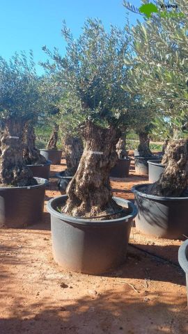 OLEA EUROPAEA BONSAI C600L 100/120 HT200/250
