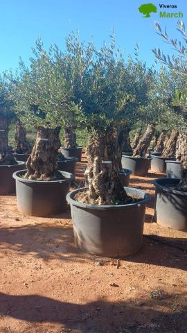 OLEA EUROPAEA BONSAI C600L 100/120 HT200/250