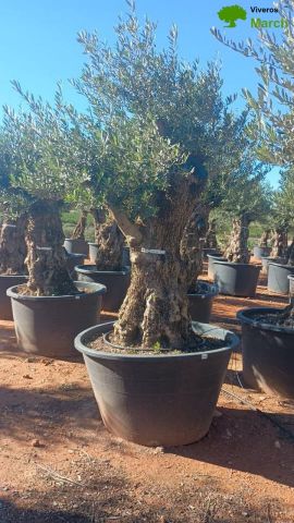 OLEA EUROPAEA BONSAI C600L 100/120 HT200/250