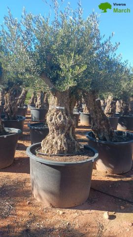 OLEA EUROPAEA BONSAI C600L 100/120 HT200/250