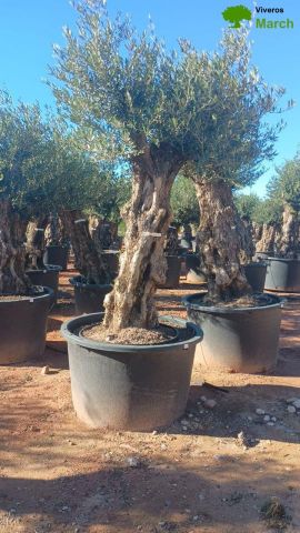 OLEA EUROPAEA BONSAI C600L 100/120 HT200/250