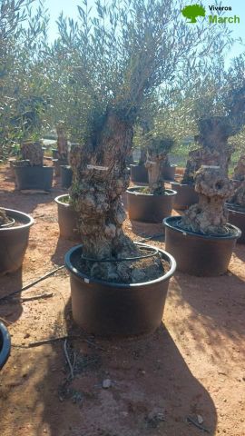 OLEA EUROPAEA BONSAI C600L 100/120 HT200/250