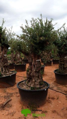 OLEA EUROPAEA BONSAI C600L 100/120 HT200/250