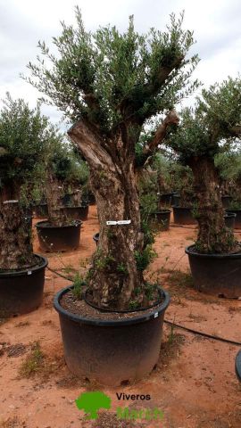 OLEA EUROPAEA BONSAI C600L 100/120 HT200/250
