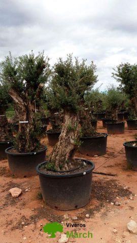 OLEA EUROPAEA BONSAI C600L 100/120 HT200/250