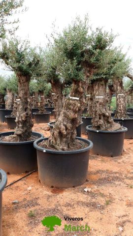 OLEA EUROPAEA BONSAI C600L 100/120 HT200/250