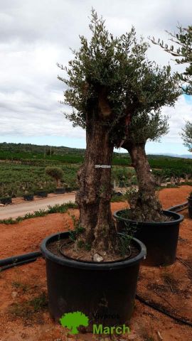 OLEA EUROPAEA BONSAI C600L 100/120 HT200/250