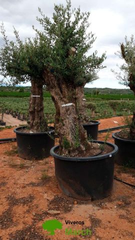 OLEA EUROPAEA BONSAI C600L 100/120 HT200/250