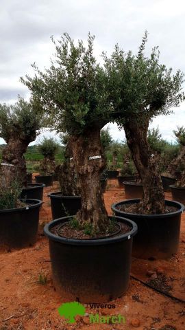 OLEA EUROPAEA BONSAI C600L 100/120 HT200/250