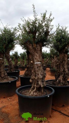 OLEA EUROPAEA BONSAI C600L 100/120 HT200/250