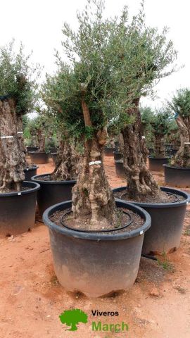 OLEA EUROPAEA BONSAI C600L 100/120 HT200/250