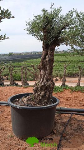 OLEA EUROPAEA BONSAI C600L 100/120 HT200/250