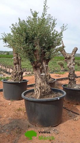 OLEA EUROPAEA BONSAI C600L 100/120 HT200/250