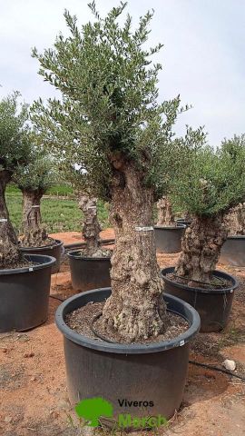 OLEA EUROPAEA BONSAI C600L 100/120 HT200/250