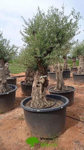 OLEA EUROPAEA BONSAI C600L 100/120 HT200/250