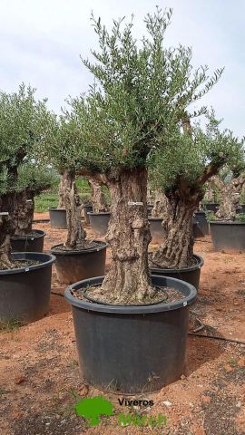 OLEA EUROPAEA BONSAI C600L 100/120 HT200/250