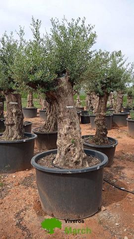 OLEA EUROPAEA BONSAI C600L 100/120 HT200/250
