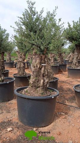 OLEA EUROPAEA BONSAI C600L 100/120 HT200/250