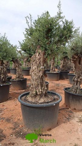 OLEA EUROPAEA BONSAI C600L 100/120 HT200/250