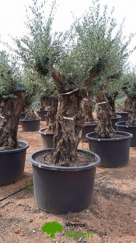 OLEA EUROPAEA BONSAI C600L 100/120 HT200/250