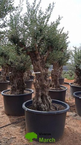 OLEA EUROPAEA BONSAI C600L 100/120 HT200/250
