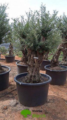 OLEA EUROPAEA BONSAI C600L 100/120 HT200/250