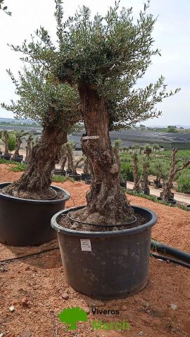 OLEA EUROPAEA BONSAI C600L 100/120 HT200/250