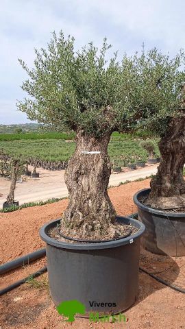 OLEA EUROPAEA BONSAI C600L 100/120 HT200/250