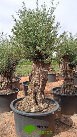 OLEA EUROPAEA BONSAI C600L 100/120 HT200/250