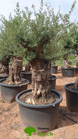 OLEA EUROPAEA BONSAI C600L 100/120 HT200/250