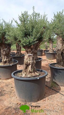 OLEA EUROPAEA BONSAI C600L 100/120 HT200/250
