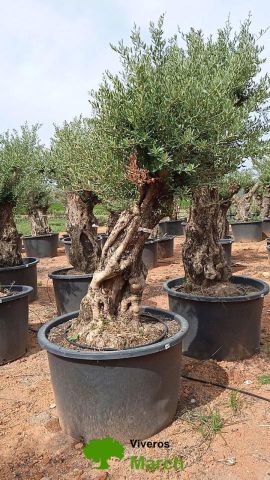 OLEA EUROPAEA BONSAI C600L 100/120 HT200/250