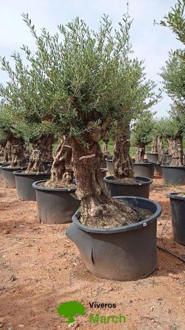 OLEA EUROPAEA BONSAI C600L 100/120 HT200/250