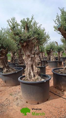 OLEA EUROPAEA BONSAI C600L 100/120 HT200/250