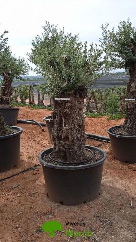 OLEA EUROPAEA BONSAI C600L 100/120 HT200/250