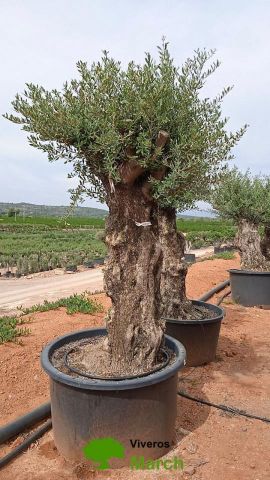OLEA EUROPAEA BONSAI C600L 100/120 HT200/250