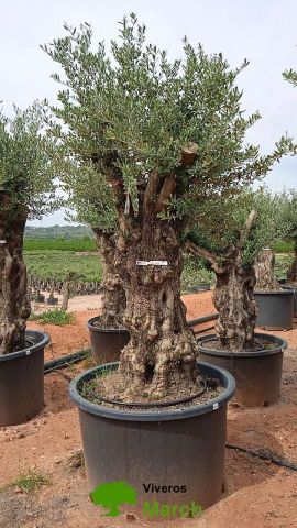 OLEA EUROPAEA BONSAI C600L 100/120 HT200/250