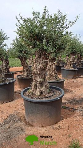 OLEA EUROPAEA BONSAI C600L 100/120 HT200/250