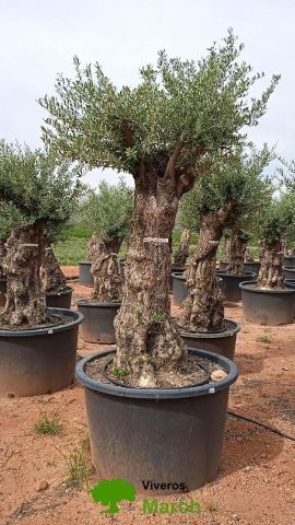 OLEA EUROPAEA BONSAI C600L 100/120 HT200/250