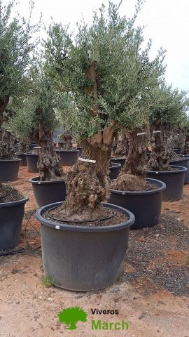OLEA EUROPAEA BONSAI C600L 100/120 HT200/250