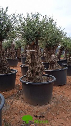 OLEA EUROPAEA BONSAI C600L 100/120 HT200/250