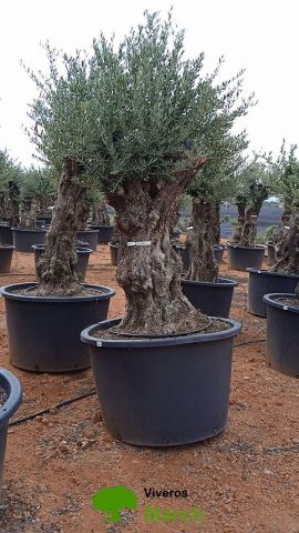 OLEA EUROPAEA BONSAI C600L 100/120 HT200/250