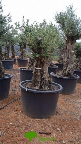 OLEA EUROPAEA BONSAI C600L 100/120 HT200/250