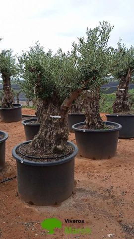 OLEA EUROPAEA BONSAI C600L 100/120 HT200/250